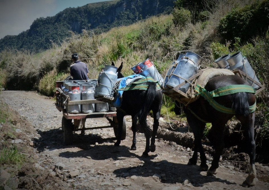 La crisis del sector lechero exacerbó la molestia en el gremio por el TLC firmado con EE.UU. A ellos se sumaron voces de la Cámara de Representantes y una investigación del Ministerio de Comercio. En el 2026 se acabarán los aranceles a la leche de ese país. 12 años después de la entrada en vigencia del acuerdo comercial, ¿aún hay tiempo para cambiar las reglas? La crisis del sector lechero exacerbó la molestia en el gremio por el TLC firmado con EE.UU. A ellos se sumaron voces de la Cámara de Representantes y una investigación del Ministerio de Comercio. En el 2026 se acabarán los aranceles a la leche de ese país. 12 años después de la entrada en vigencia del acuerdo comercial, ¿aún hay tiempo para cambiar las reglas?
