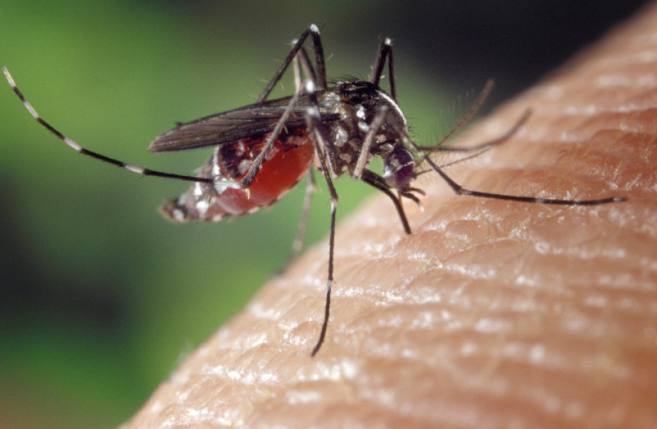 El virus oropouche es contagiado por los vectores Culicoides paraensis, Culex quinquefasciatus, Aedes serratus y Coquillettidia venezuelensis. Tiene los mismos síntomas del dengue. El virus oropouche es contagiado por los vectores Culicoides paraensis, Culex quinquefasciatus, Aedes serratus y Coquillettidia venezuelensis. Tiene los mismos síntomas del dengue.