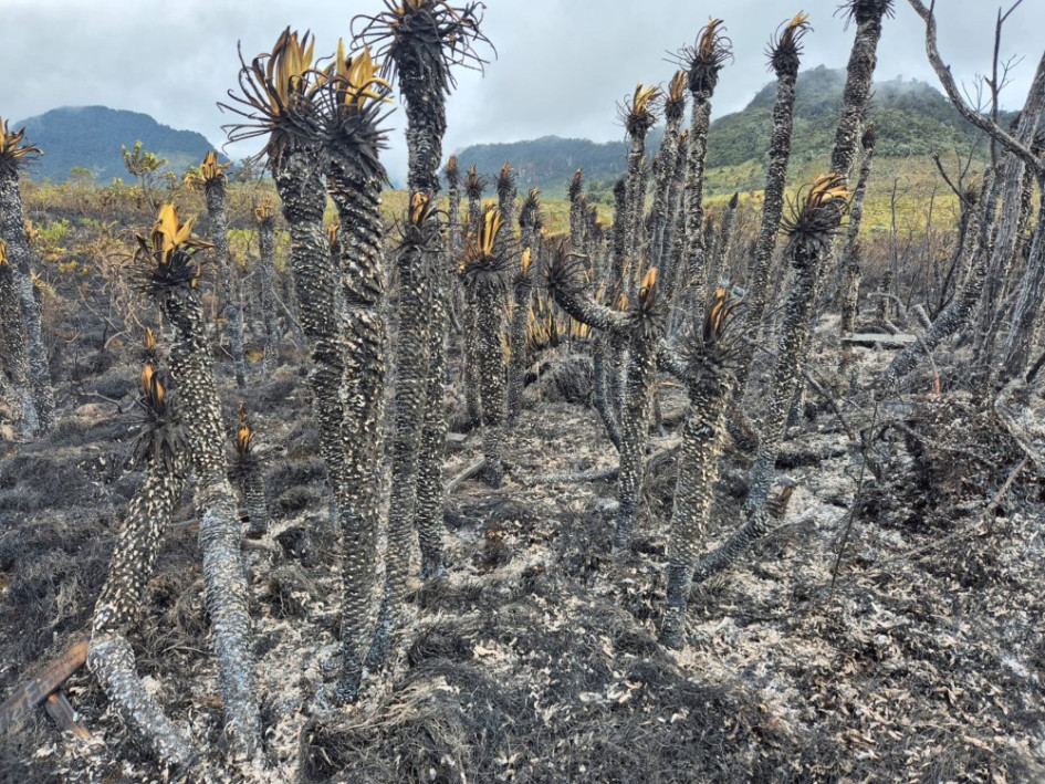 Así quedó la zona afectada por el incendio en el Páramo de Letras. Así quedó la zona afectada por el incendio en el Páramo de Letras.