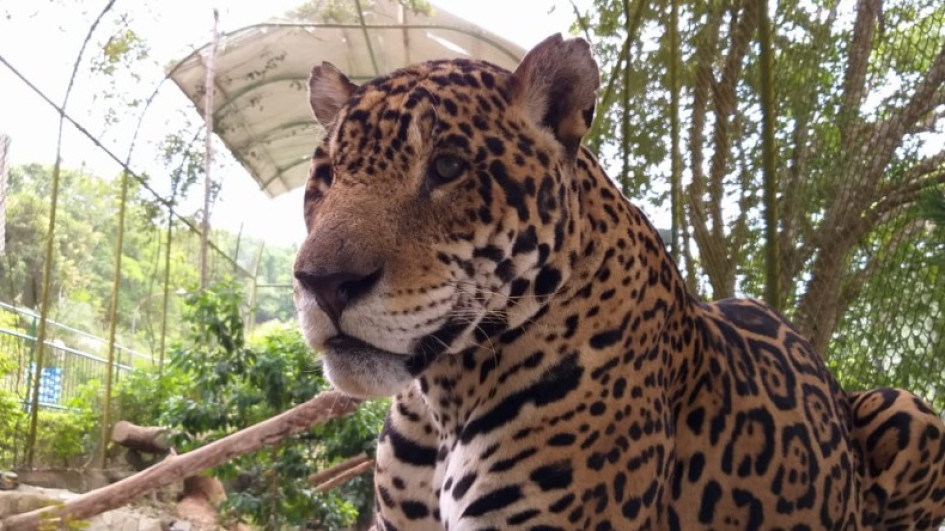 El jaguar (Panthera onca) El jaguar (Panthera onca) es el felino más grande de América.