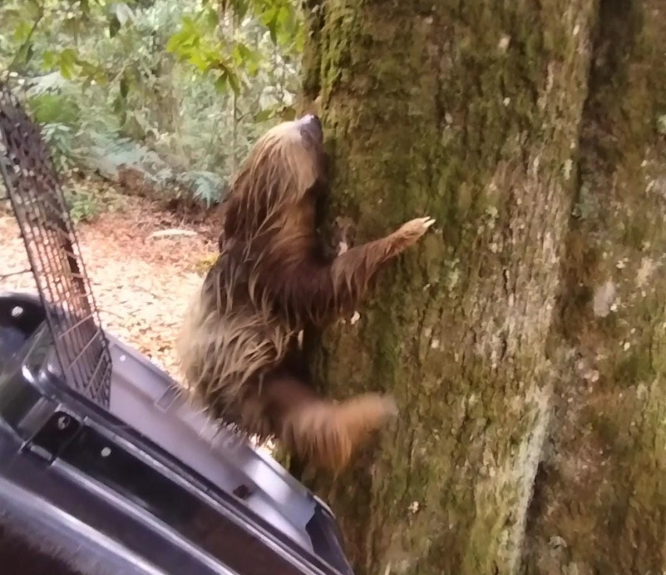 El oso perezoso de dos dedos (Choloepus hoffmanni) sale del guacal para entrar en su hábitat natural, en donde fue liberado. El oso perezoso de dos dedos (Choloepus hoffmanni) sale del guacal para entrar en su hábitat natural, en donde fue liberado.