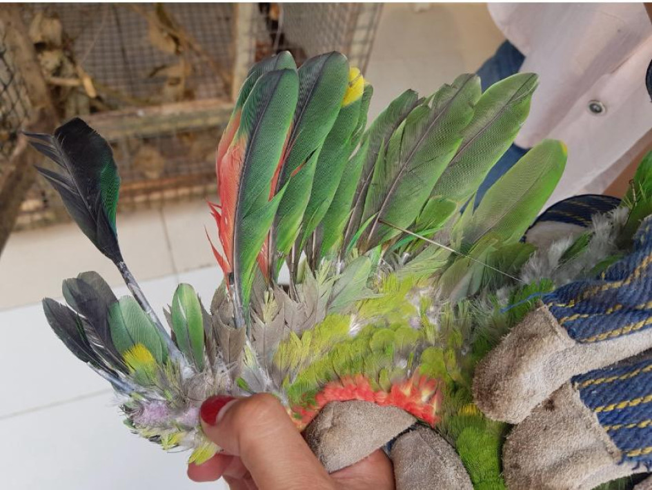 Las plumas de las alas de una lora real (Amazona ochrocephala). Las plumas de las alas de una lora real (Amazona ochrocephala).