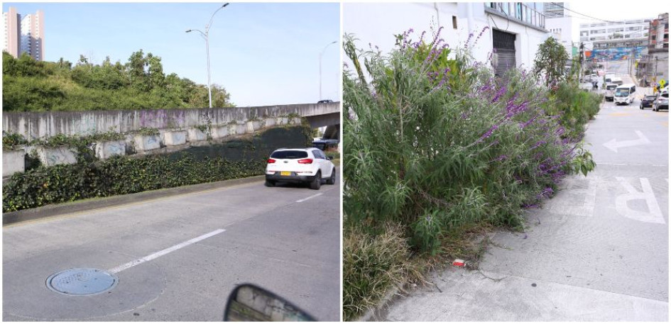 Así se encuentran los ornamentos florales del puente en la avenida Kevin Ángel (izq.) y los arbustos del Bulevar de la 19. Así se encuentran los ornamentos florales del puente en la avenida Kevin Ángel (izq.) y los arbustos del Bulevar de la 19.