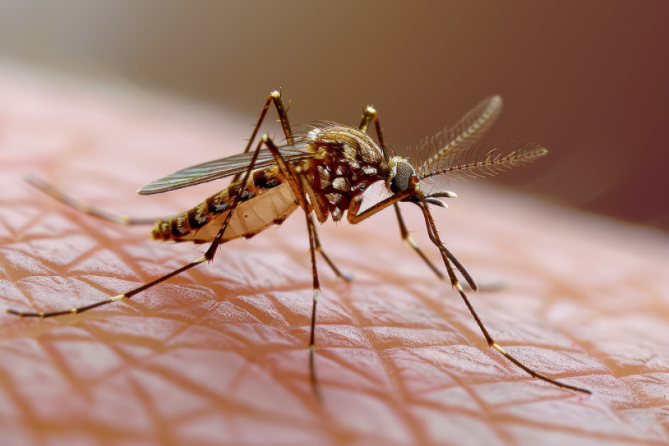 Aedes Aegypti Salud