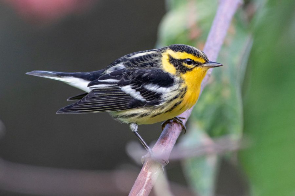 La reinita gorginaranja (Setophaga fusca) La reinita gorginaranja (Setophaga fusca)