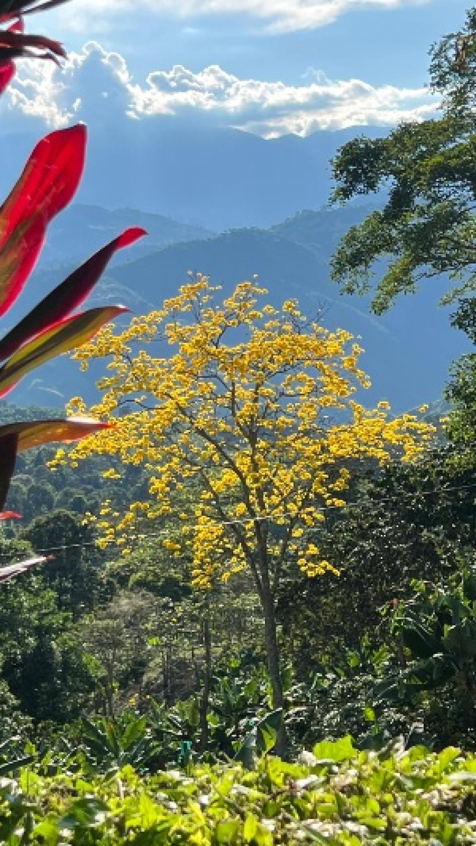 Guayacán amarillo en la vía a AnsermaE Los guayacanes amarillos florecen por estos días y engalanan la vía a Anserma.