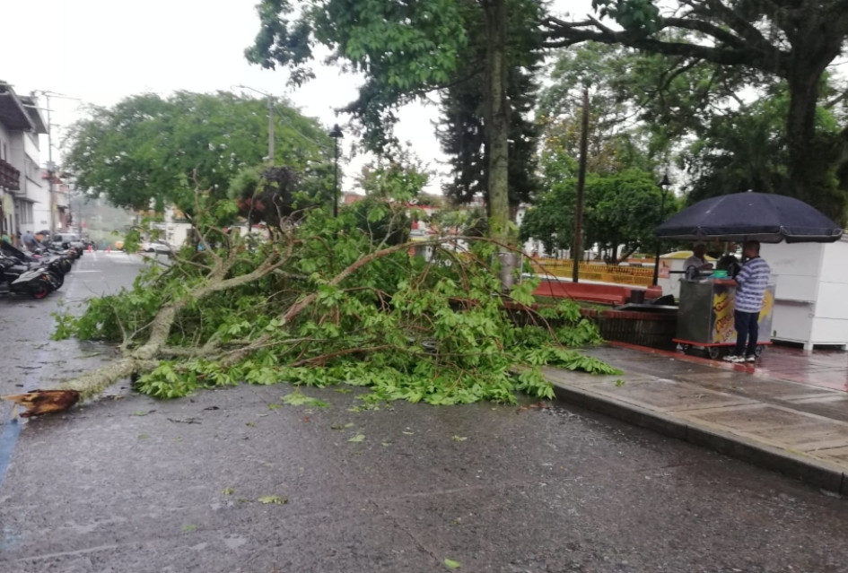 Rama de un árbol caída luego del aguacero en Riosucio (Caldas). Rama de un árbol caída luego del aguacero en Riosucio (Caldas).