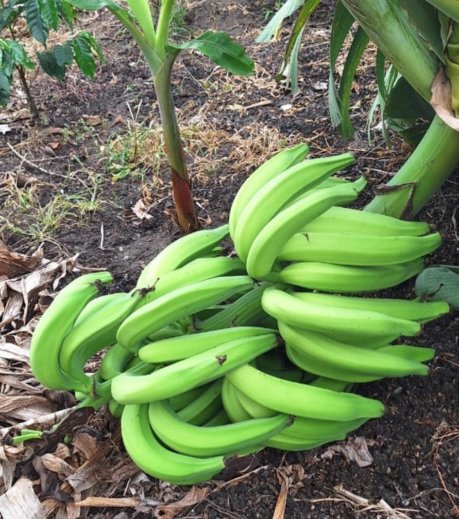 Los ladrones dañaron las matas de plátano para hurtar los racimos. Los ladrones dañaron las matas de plátano para hurtar los racimos.