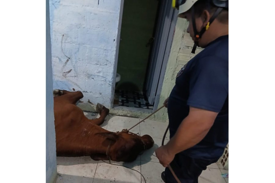 La vaca accidentada. La vaca accidentada.