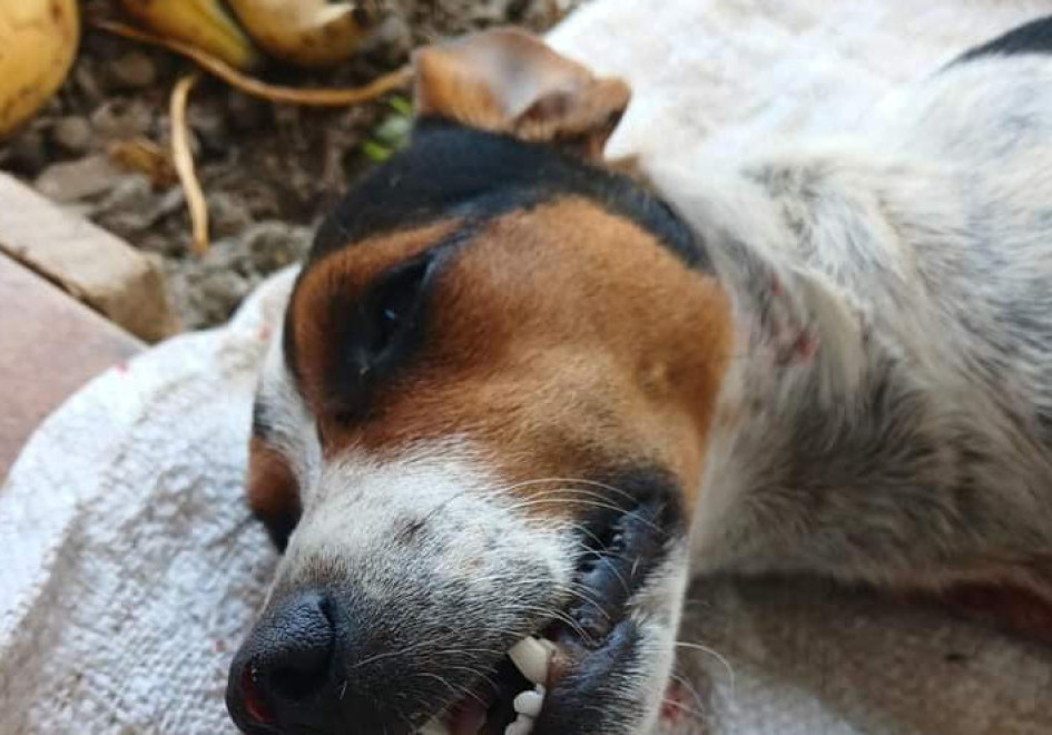 Mascota víctima de ataque. Foto del Informador de Occidente.
