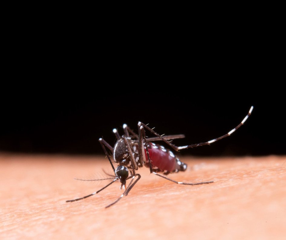Aedes aegypti Mosquito del dengue