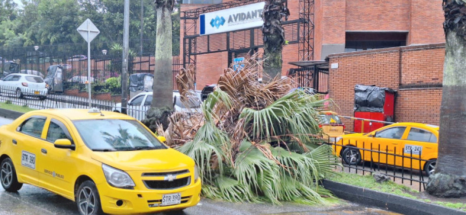 Frente a la Clínica Avidanti, en el barrio Villa Pilar de Manizales, se cayó un árbol a causa de las fuertes lluvias registradas en la tarde de este domingo. Frente a la Clínica Avidanti, en el barrio Villa Pilar de Manizales, se cayó un árbol a causa de las fuertes lluvias registradas en la tarde de este domingo.