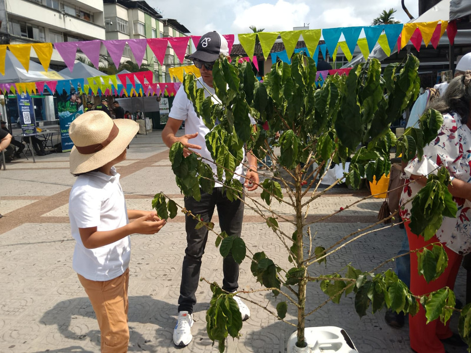 Los recolectores de café participan a esta hora de la mañana en la Segunda Feria Cafetera de Chinchiná. Andan entretenidos con las actividades. Los recolectores de café participan a esta hora de la mañana en la Segunda Feria Cafetera de Chinchiná. Andan entretenidos con las actividades.