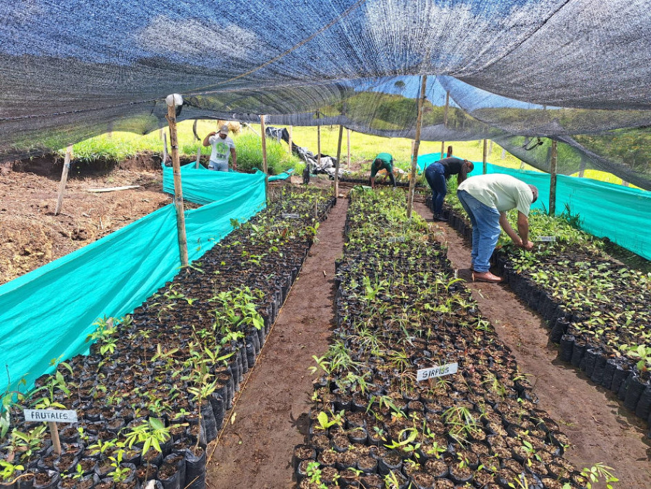 SEMBRANDO VIDA POR CALDAS