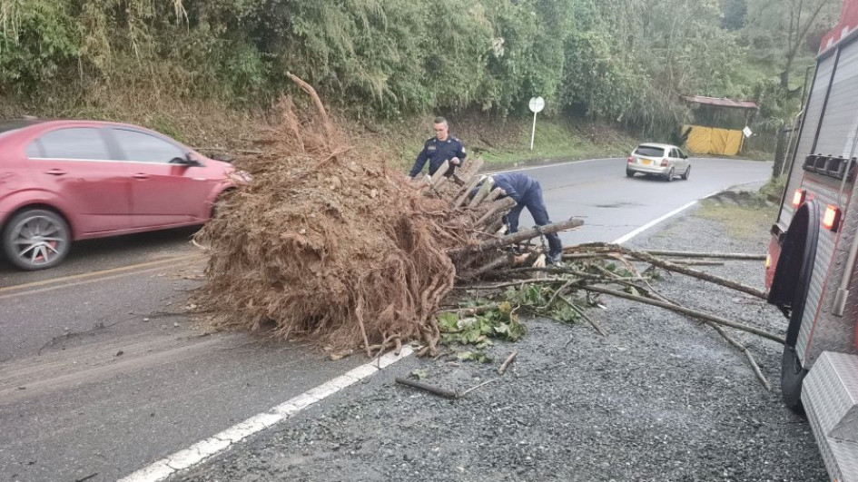 El árbol que se desprendió en la antigua vía Manizales - Chinchiná, por el Tablazo. El árbol que se desprendió en la antigua vía Manizales - Chinchiná, por el Tablazo.