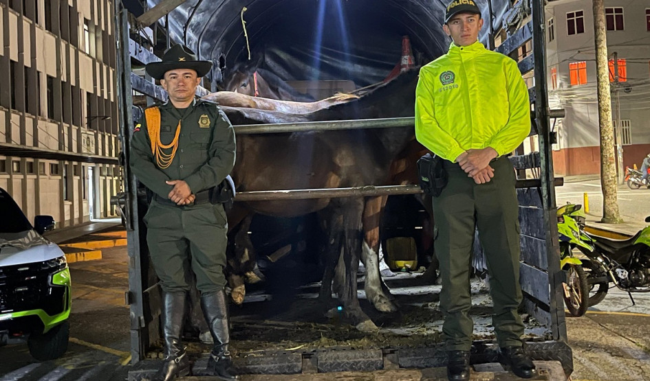 Según las autoridades, el hurto de los caballos ocurrió en la madrugada del domingo y los recuperaron en la noche de ese mismo día. Según las autoridades, el hurto de los caballos ocurrió en la madrugada del domingo y los recuperaron en la noche de ese mismo día.