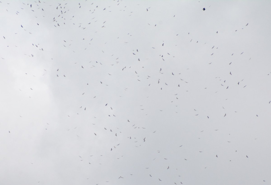 Rapaces migratorias este martes (22 de octubre) sobre Manizales. Rapaces migratorias este martes (22 de octubre) sobre Manizales.