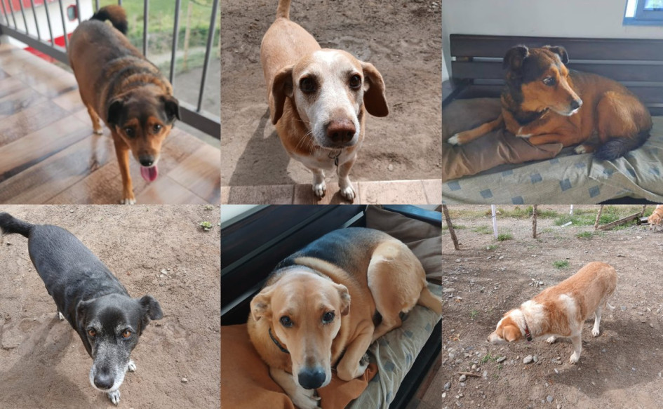 La seis caninas para adopción en Manizales. La seis caninas para adopción en Manizales.