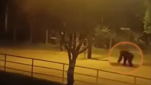 Sacrificaron dos chimpancés que se escaparon del bioparque Ukumarí en Pereira 