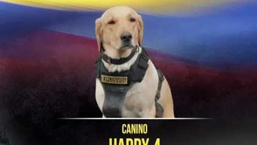 Perro antiexplosivos murió después de detectar bomba en Puerto Rico (Meta)