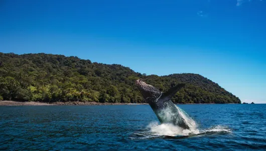Nuevo cierre de la isla Gorgona por una epidemia de aves amenaza al turismo