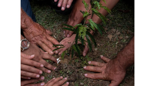 Ministra de Ambiente alerta de posible aumento de deforestación en el Caquetá 
