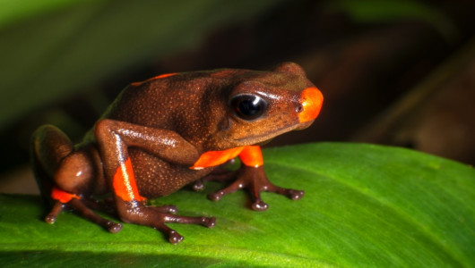 Detienen a una brasileña que intentaba sacar de Colombia 130 ranas en peligro de extinción