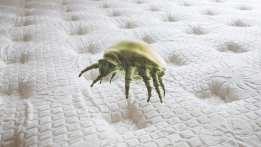 ¿Cómo eliminar los ácaros del colchón? Consejos prácticos y remedios caseros