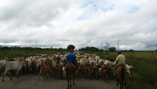 Admiten tutela que busca detener el debate sobre la prohibición de la tauromaquia