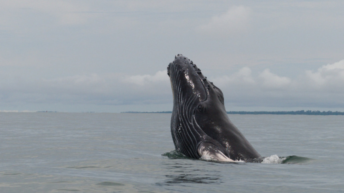 Un ballenato se exhibe ante los turistas durante un salto.