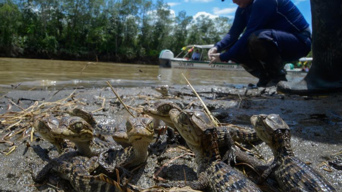 La Corporación Autónoma Regional del Valle del Cauca (CVC) liberó boas, tortugas, babillas, cangrejos azules y loras frentirrojas en Buenaventura.