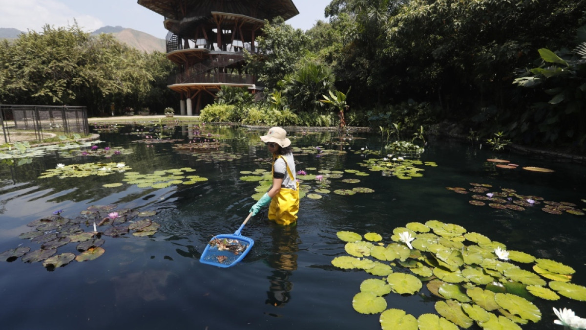 Hay quienes dicen que el oro es de color verde, el verde de las plantas y así lo cuidan en el Jardín Botánico de Cali