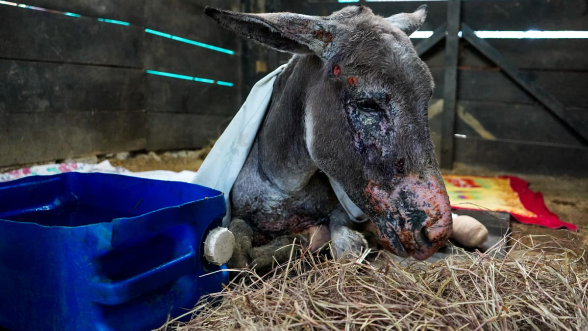 Medina, burro que resultó quemado en un incendio forestal al sur del Tolima.