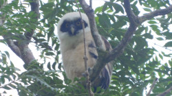 Crece familia de búhos en Pueblo Nuevo (Pensilvania)