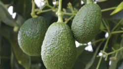 Siembre y produzca aguacate hass