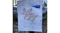 Supimos que: Encontró la gata