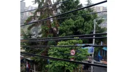 Una combinación peligrosa: Árboles entrelazados al cableado público 