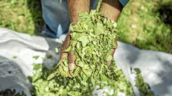 Expertos se reúnen para desmitificar la hoja de coca