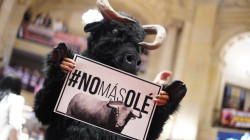 Senado aprobó en segundo debate el proyecto para prohibir las corridas de toros 