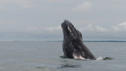 Avistamiento de ballenas en el Pacífico colombiano, visita que deja sin aliento