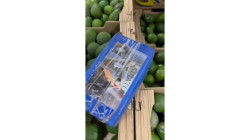 Incautan 1,7 toneladas de cocaína escondida en cargamento de aguacates en Santa Marta