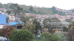 En Neira la garzas incomodan en el Parque Los Carrapas