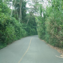 Conductores solicitan poda a maleza que obstaculiza la vía Chinchiná- Marsella