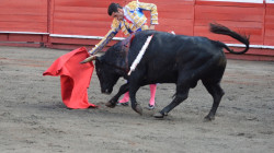 Ganaderos de Colombia alzan su voz en contra de la prohibición de los toros