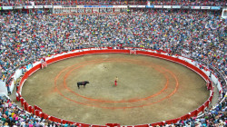 Congresista de Caldas invita a la reconciliación para afrontar prohibición de los toros