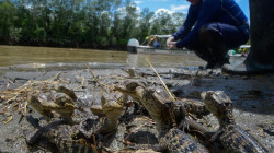 Liberan 74 animales en el Pacífico colombiano como preámbulo de la COP16
