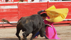 Así votaron los congresistas de Caldas al proyecto que prohíbe las corridas de toros 