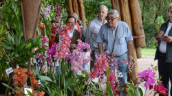 Los mitos detrás de las orquídeas para mantener su belleza