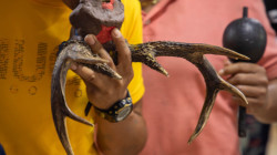 Reconocen a dos resguardos indígenas de Guaviare como víctimas de reclutamiento de menores