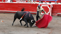 Prohibición de las corridas de toros, a un paso de ser ley: avanza a sanción presidencial